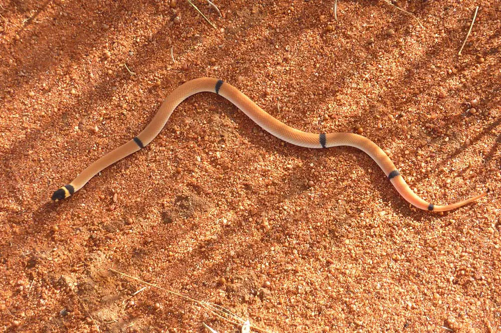 A black and orange Australian ringed brown snake in the Australian outback