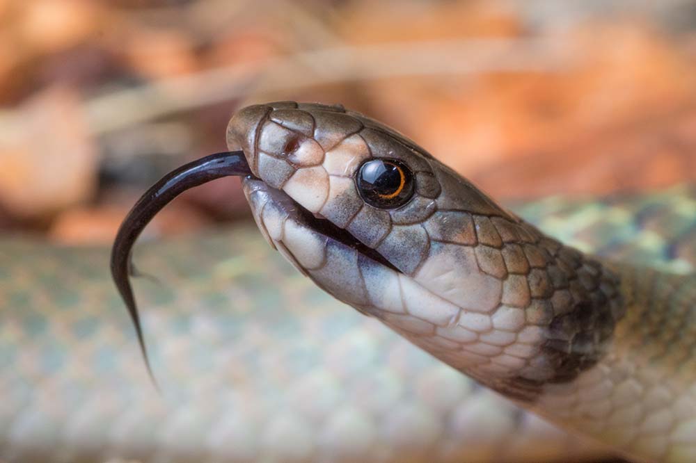 Close up of a ringed brown snake