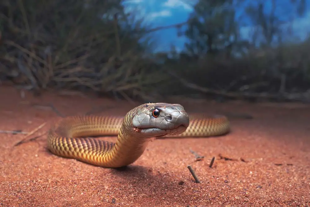 Juvenile king brown aka the mulga snake