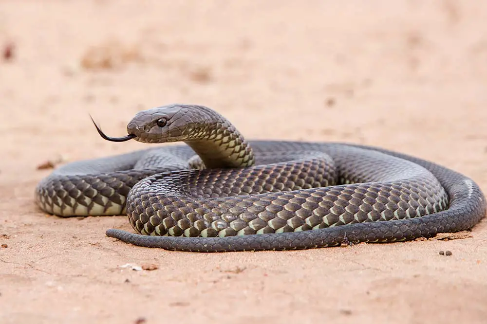 King brown snake