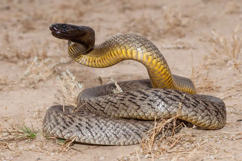 Inland taipan in coiled position