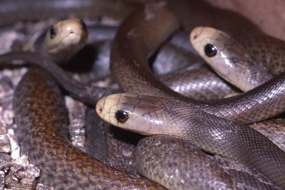 Stock photo of Hairy Bush Viper (Atheris hispida), captive from