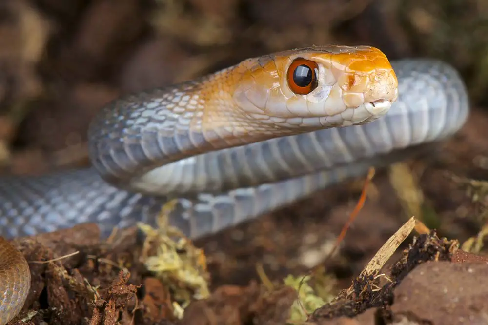 Close up of a coastal taipan