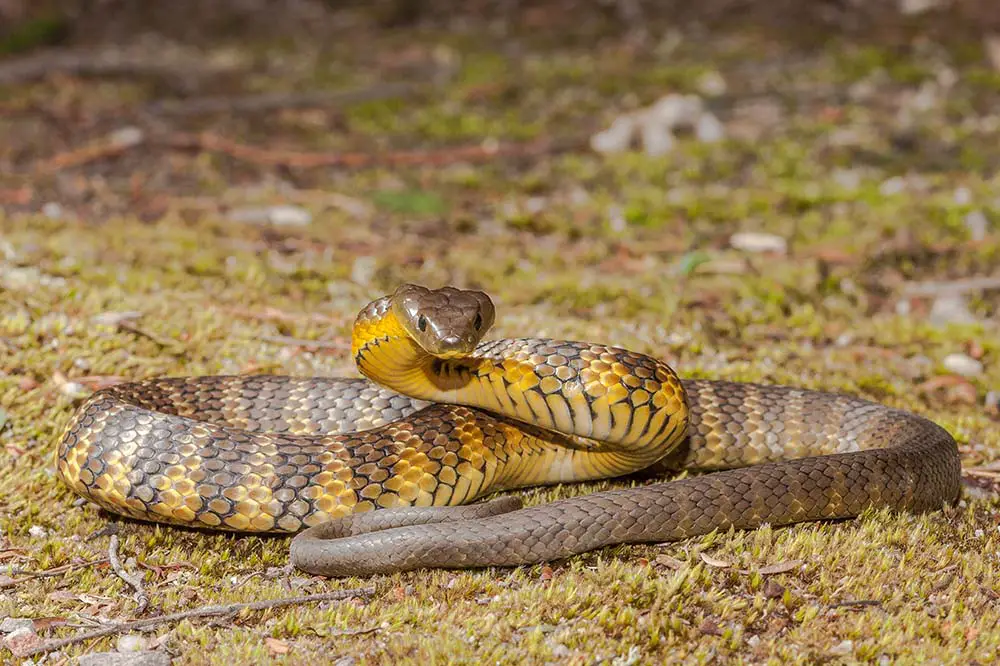 Eastern tiger snake in defence pose