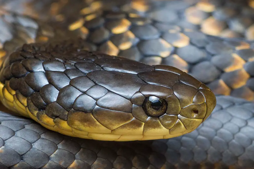 Close up of a tiger snake in the Perth region of Western Australia