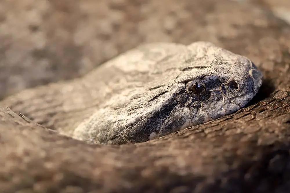 Common death adder in curled up position