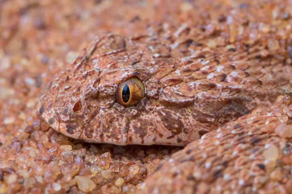 A desert death adder await in ambush