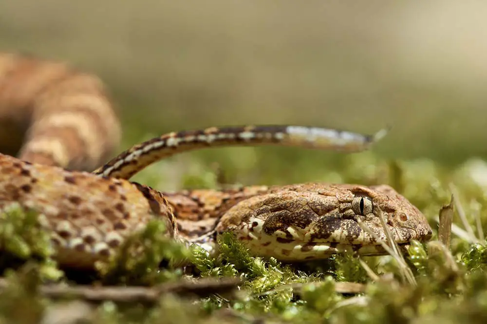 Death adder with tail lure