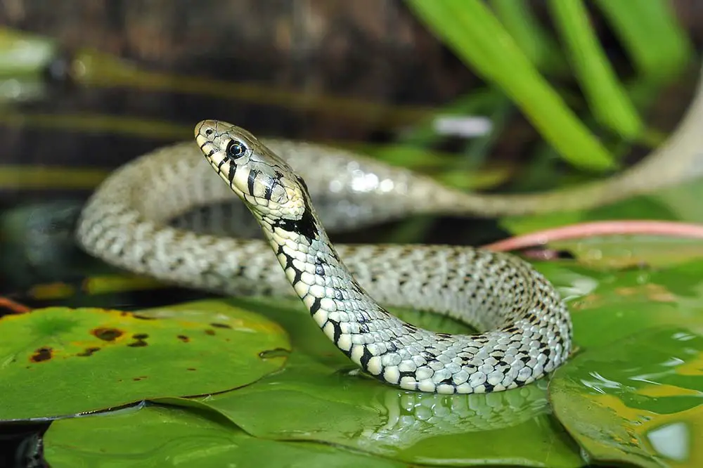 Grass snake on pond with water lily leaf