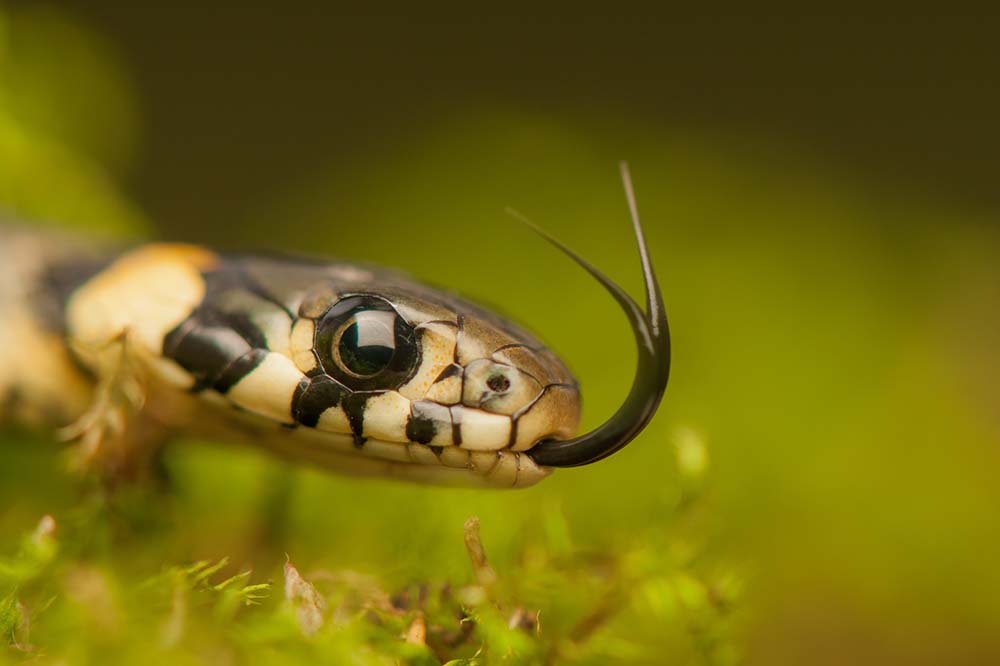 Grass snake