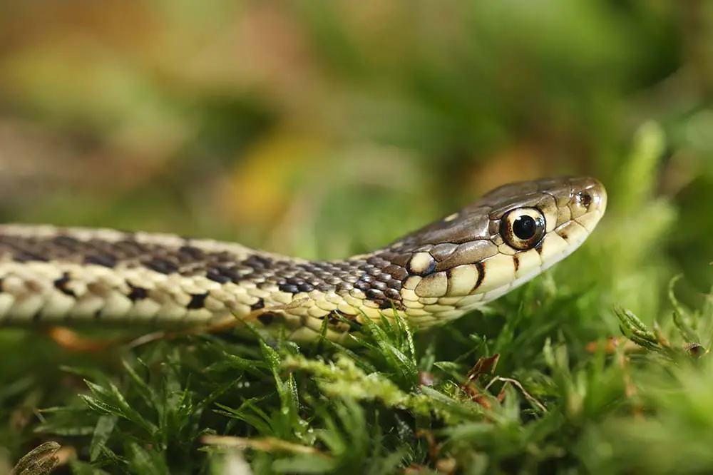 A common garter snake head shot