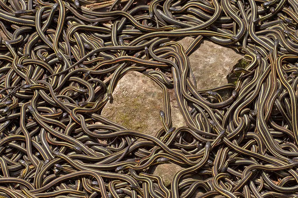 Group of red sided garter snake mating in Narcisse, Manitoba, Canada