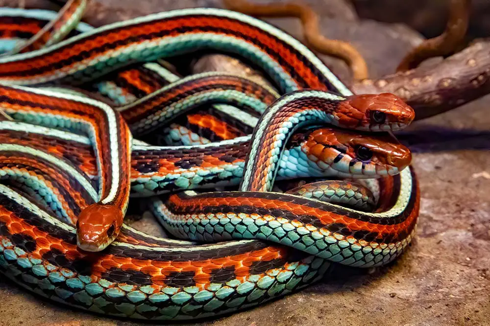 San Francisco garter snakes, endemic to California