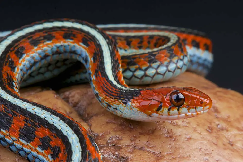 Close up of a San Francisco garter snake