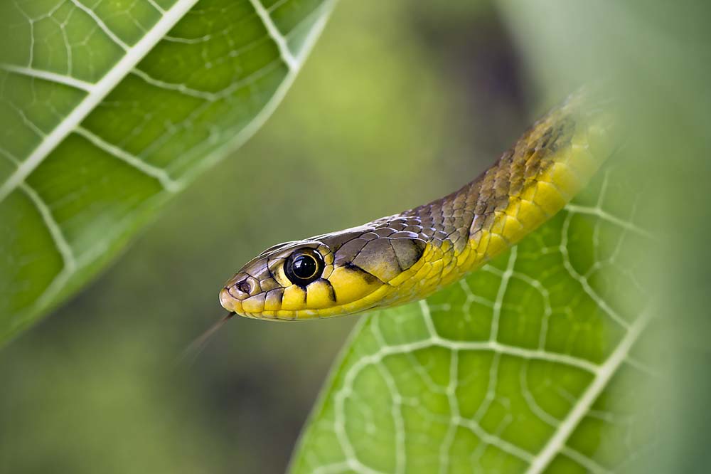 Buff striped keelback