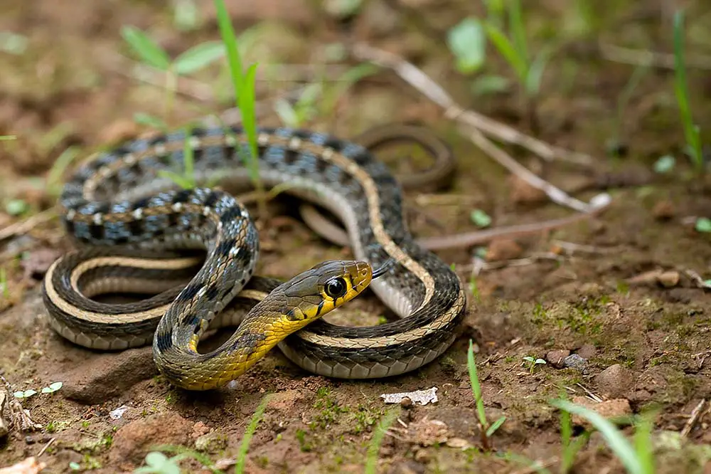 Coiled up buff striped keelback
