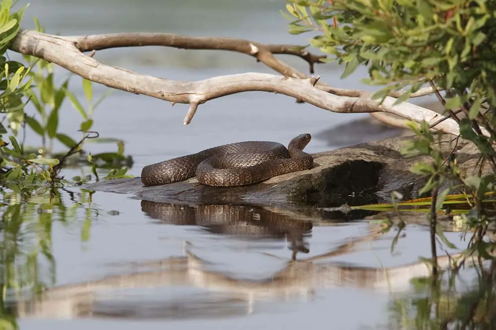 Northern water snake basking on a rock in Haliburton, ON, Canada