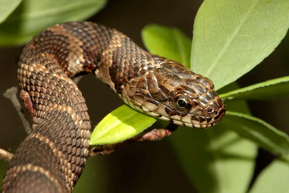 Northern water snake climbing in a tree