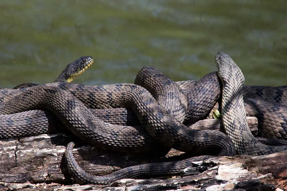 Diamondback water snakes
