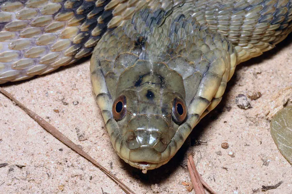 Diamondback water snake that is flattening its head in a defensive postur