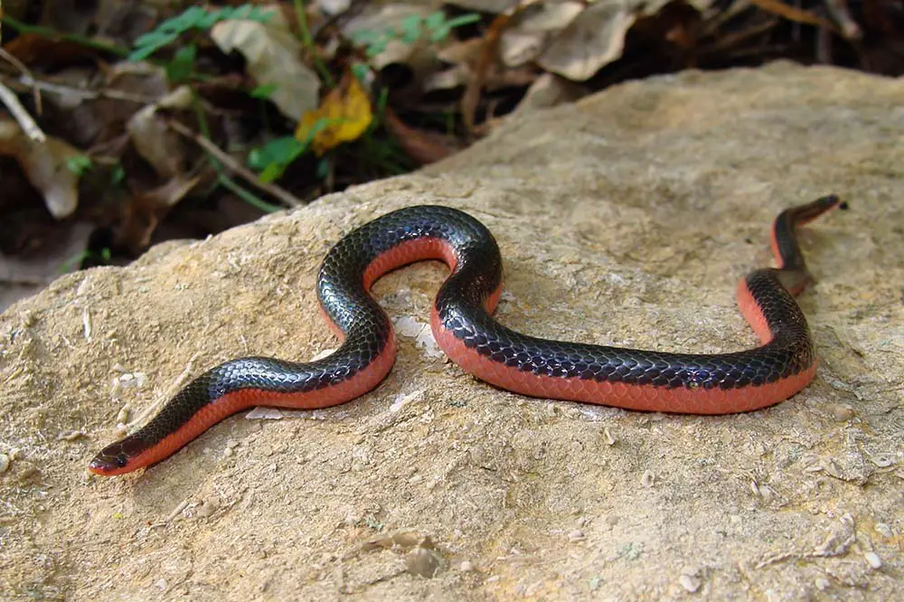 Western worm snake