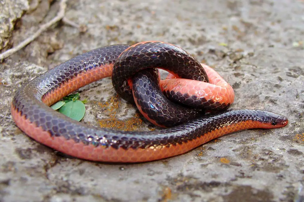 Western worm snake in a knot!