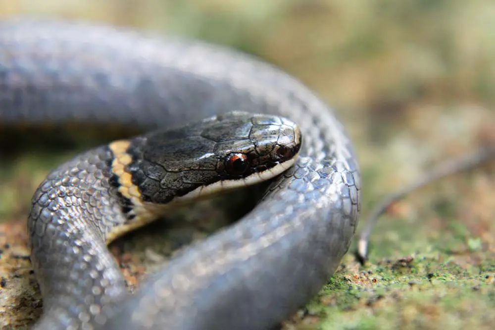 Ring neck snake close up portrait