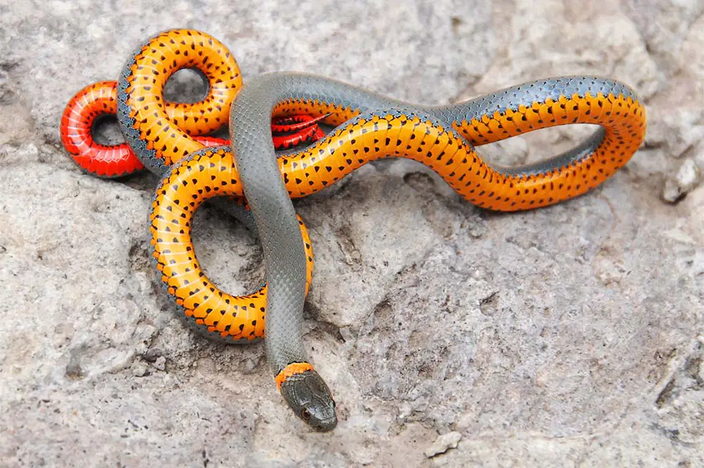 Ringneck snake from Arizona