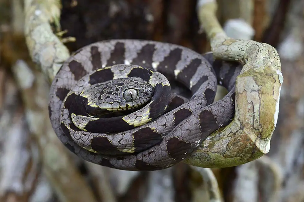 Curled up Amazonian snail eater