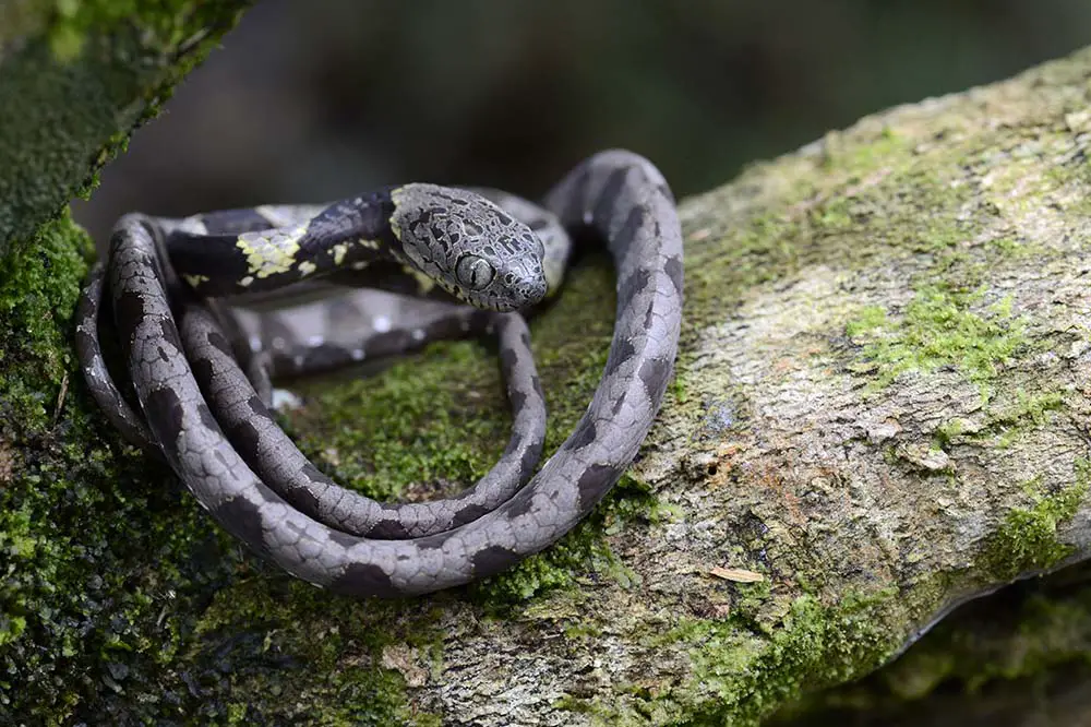 A cute Amazonian snail eater