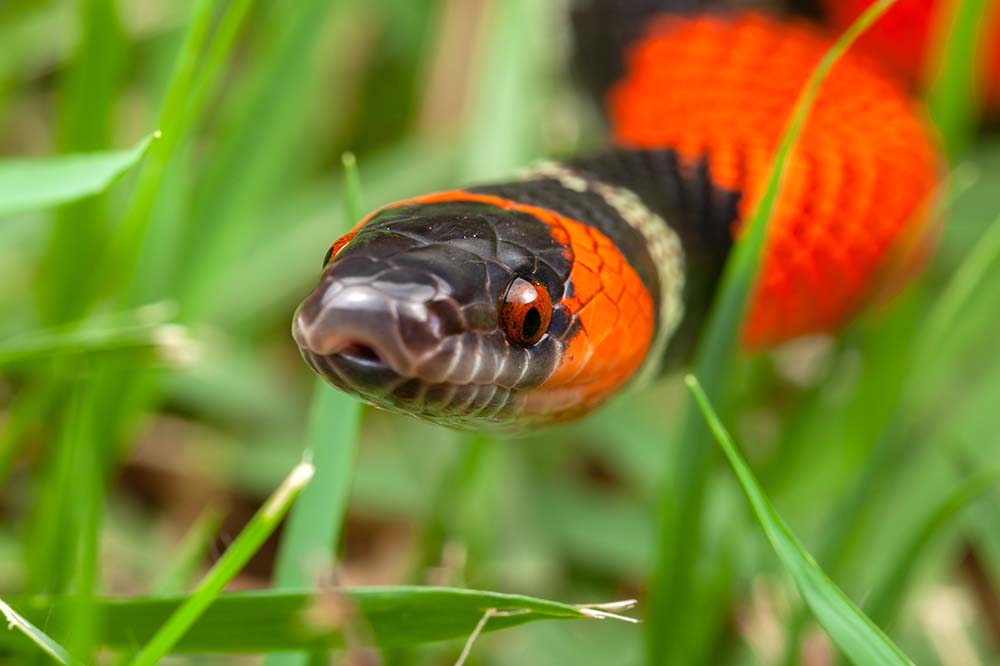 Portrait of a false coral snake