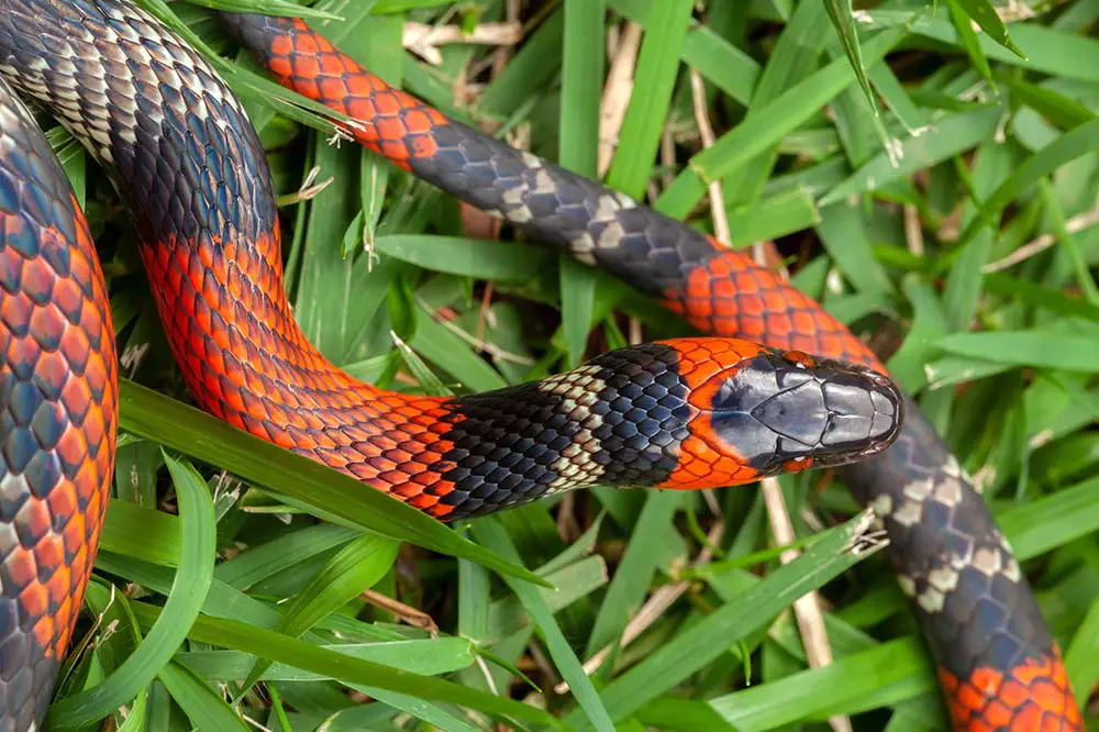 False coral snake