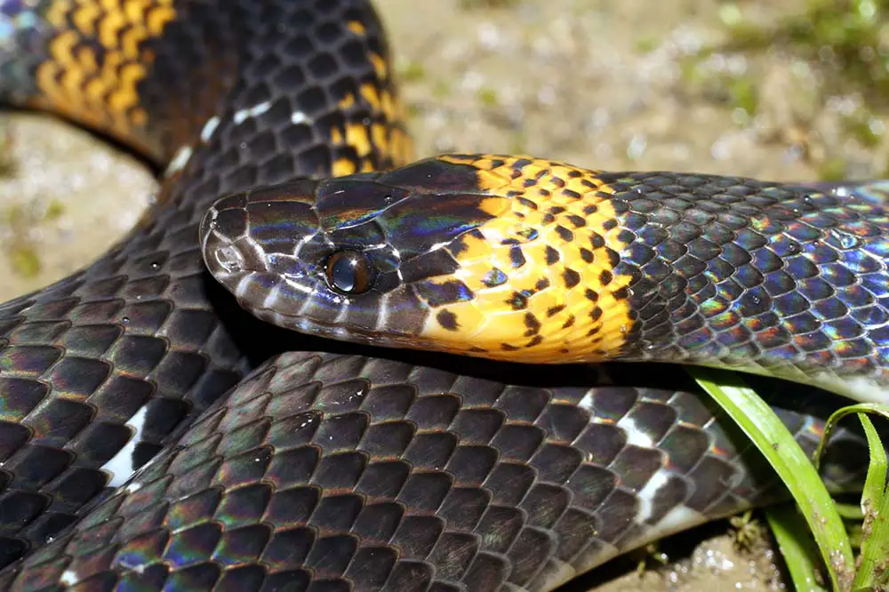 Black-headed calico snake