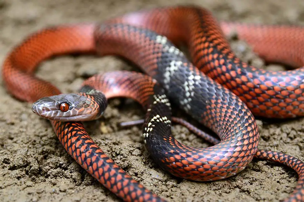 Tschudi's false coral snake