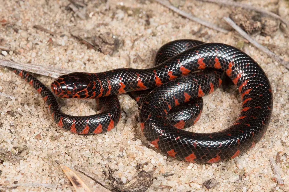 Eastern mud snake