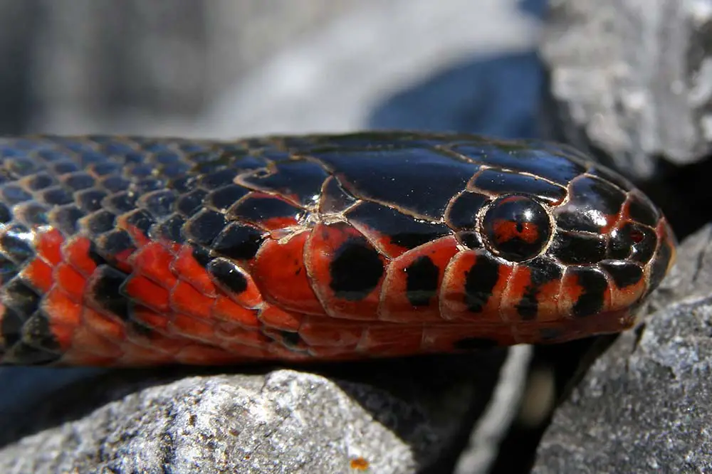 Western mud snake