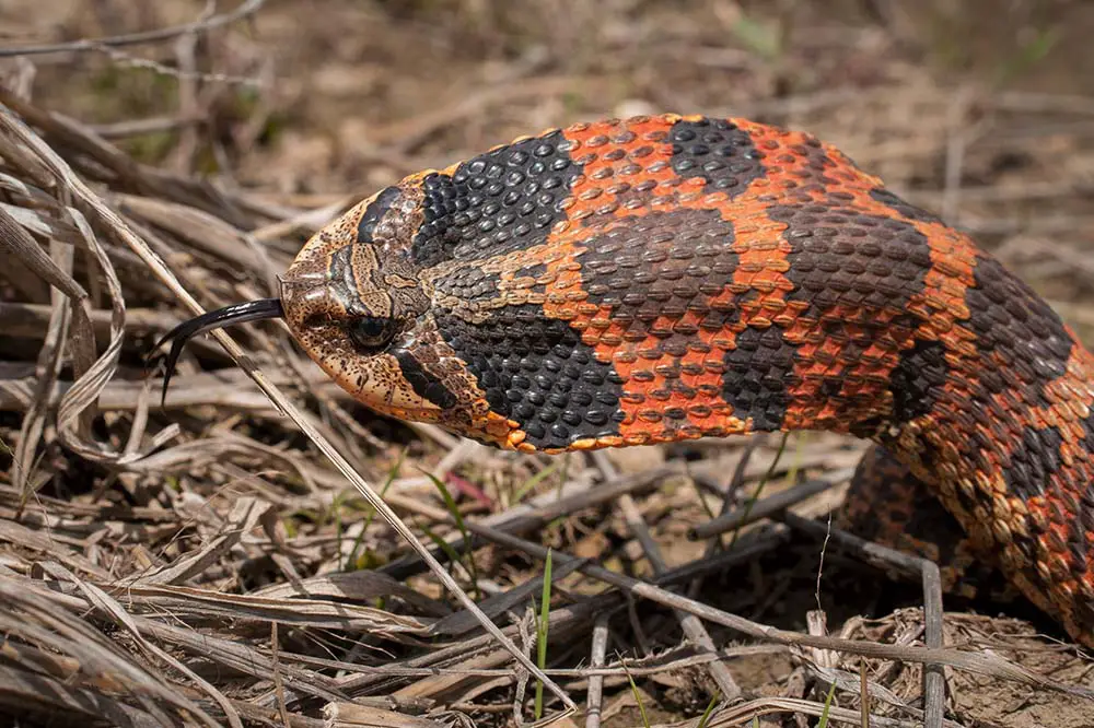 A colourful orange-red Eastern Hognose snake