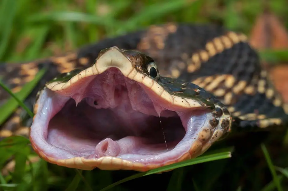 Flattened-out eastern hognose snake with rear fangs exposed