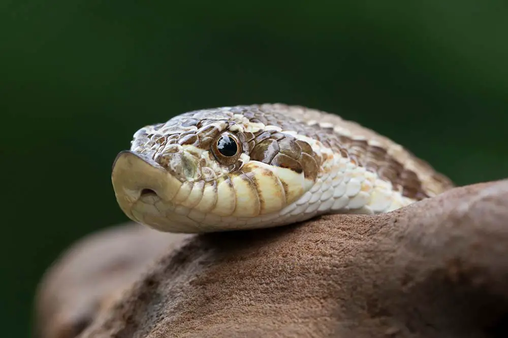 Western hognose snake