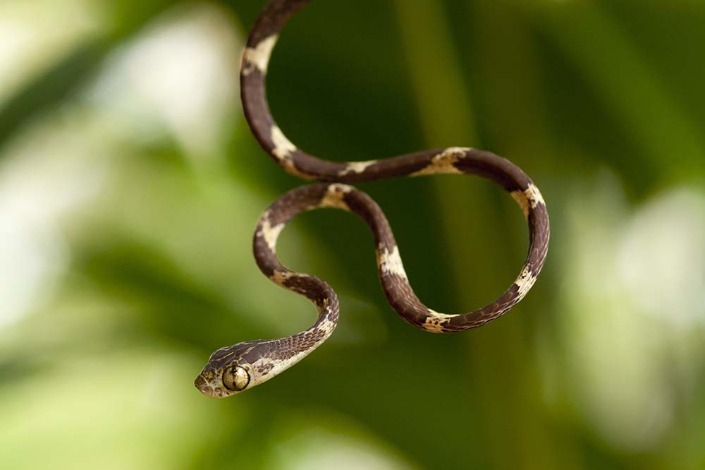 Blunt-headed tree snake