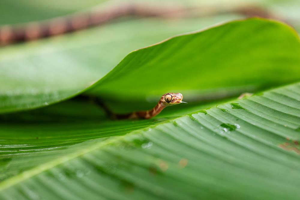 A blunt-headed tree snake in the jungle of Ecuador