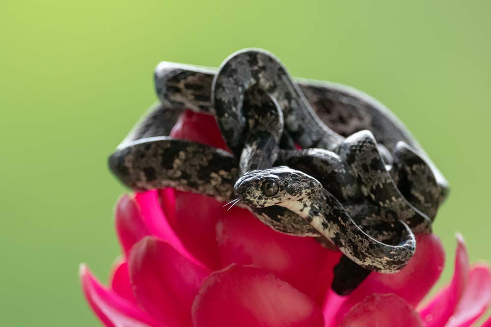 A cloudy snail sucker perched on a flower