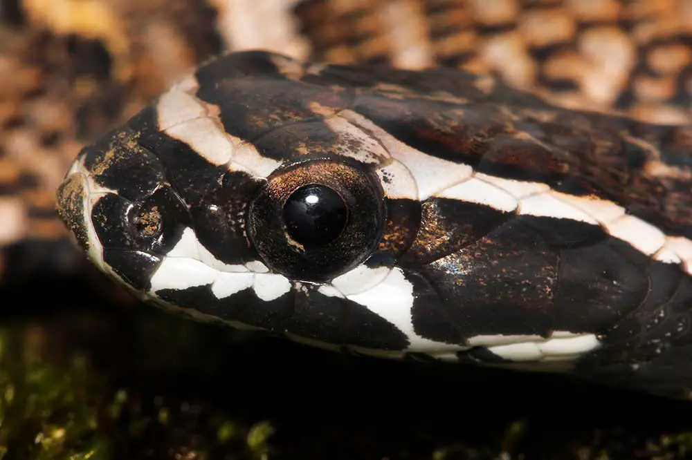 A baby giant false viper in the Peruvian Amazon