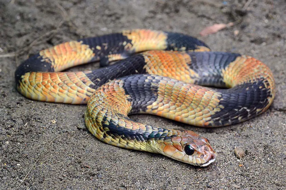 Giant Amazon false viper