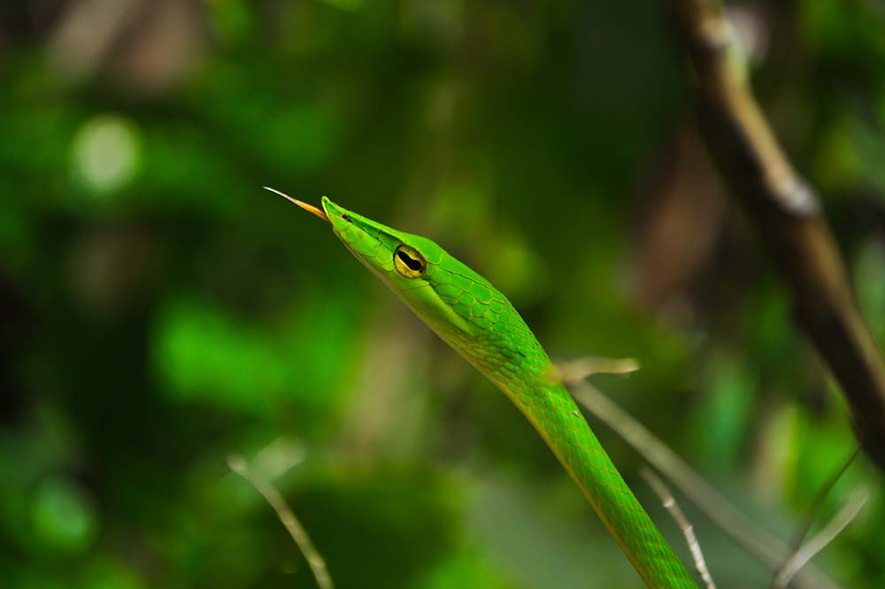 Ahaetulla nasuta also known as the Sri Lankan green vine snake