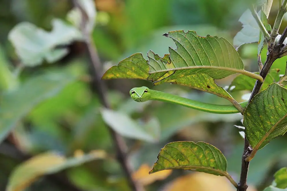 Green vine snake hanging on the tree