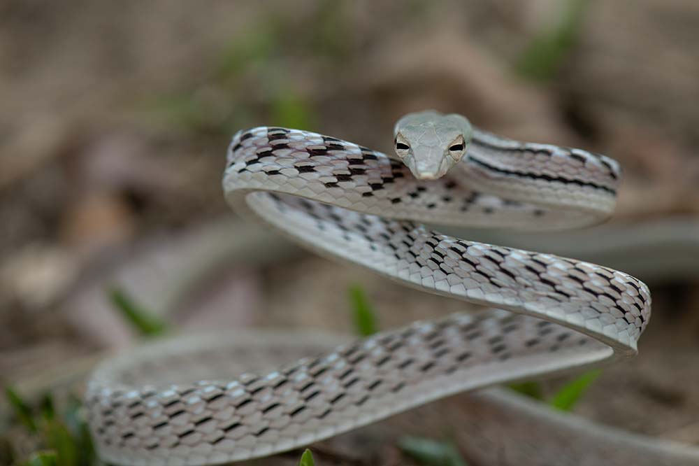 Oriental whip snake in a white morph form