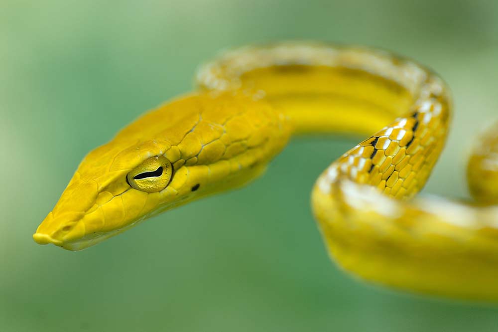 Yellow oriental whip snake