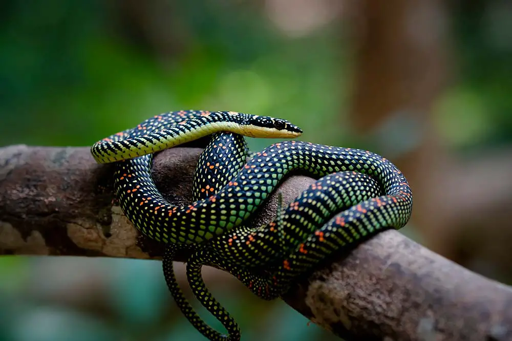 Flying snake hiding in the forest