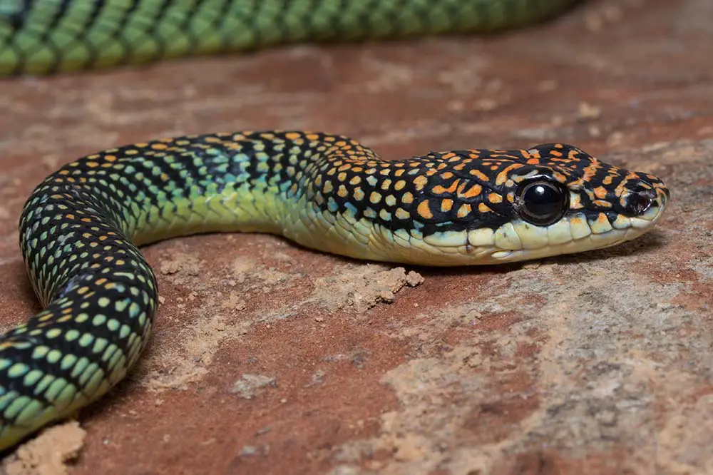 Paradise tree snake or paradise flying snake